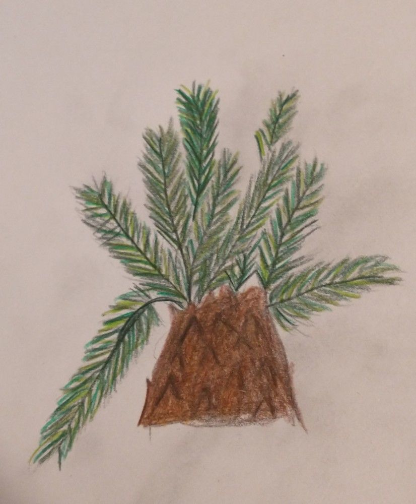 Pineapple Tree